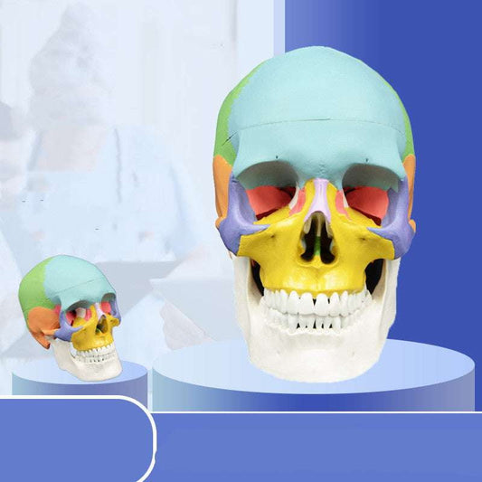 Detachable Skull Model, Human Bone Anatomy, Yoga Learning Aid - available at Sparq Mart