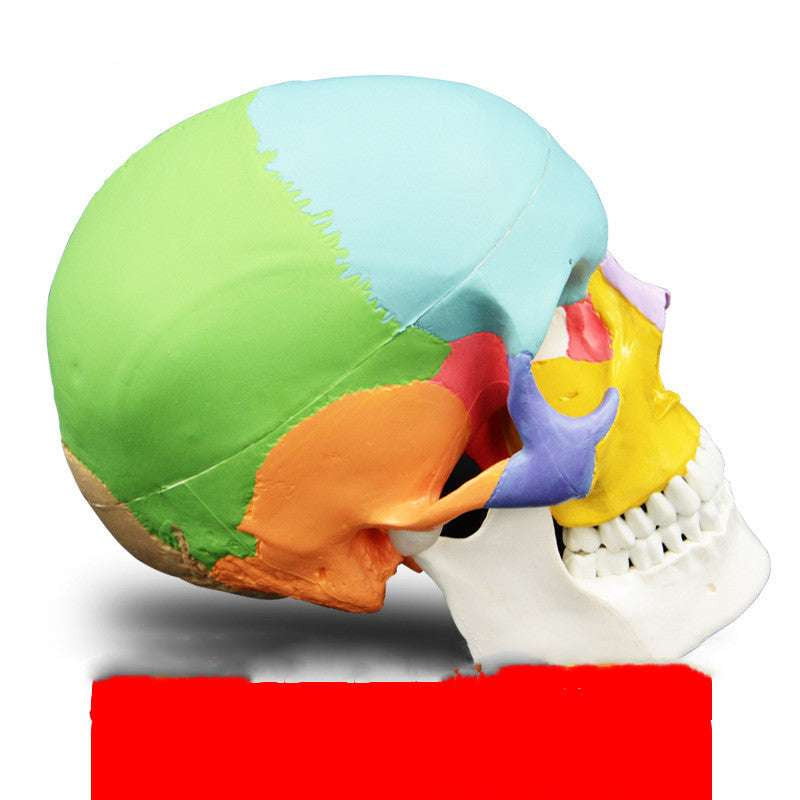 Detachable Skull Model, Human Bone Anatomy, Yoga Learning Aid - available at Sparq Mart