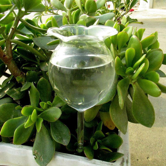 Automatic Watering Glass, Flower Watering Globe, Plant Watering Bulbs - available at Sparq Mart