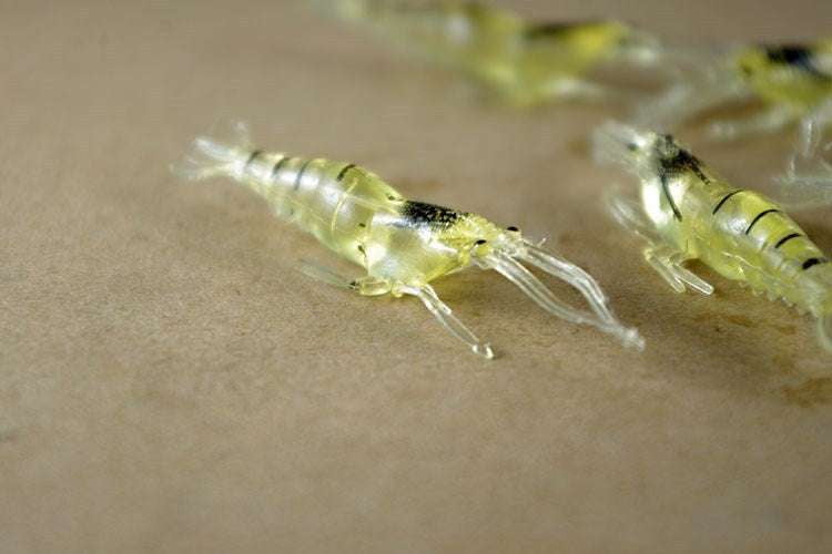 Glowing Shrimp Lure, Luminous Fishing Lures, Shrimp Bait Tackle - available at Sparq Mart